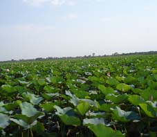 iran_bandare anzali
